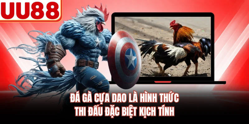 Đá gà cựa dao là hình thức thi đấu đặc biệt kịch tính