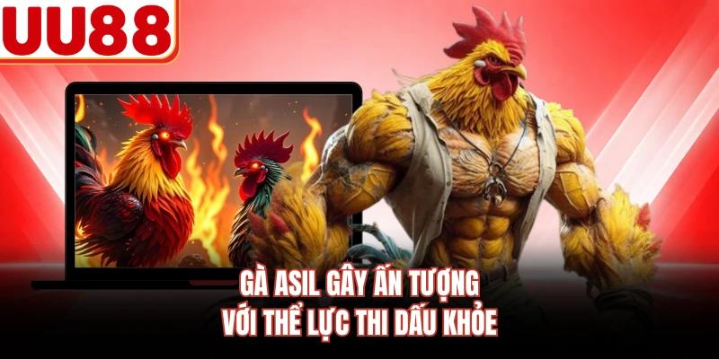 Gà Asil gây ấn tượng với thể lực thi dấu khỏe